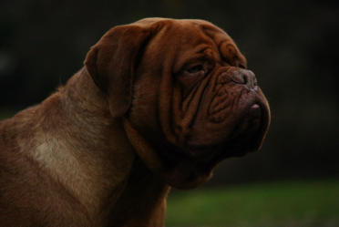 Zoon van Nashua Bordeaux Red Forest, Lizzy is kleindochter van Nashua Bordeaux Red Forest